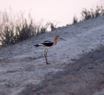 American Avocet