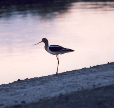 American Avocet