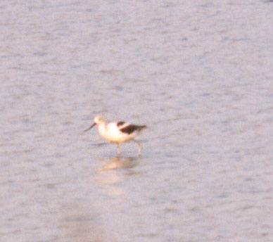 American Avocet