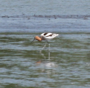 American Avocet