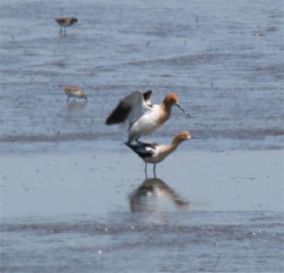 American Avocet