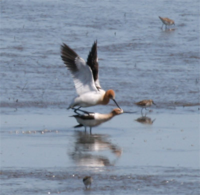 American Avocet