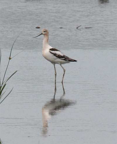 American Avocet