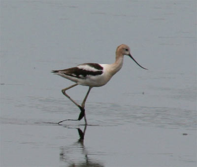 American Avocet