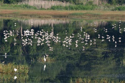 American Avocet Group