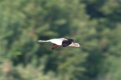 American Avocet Flying