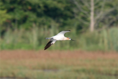 American Avocet Flying