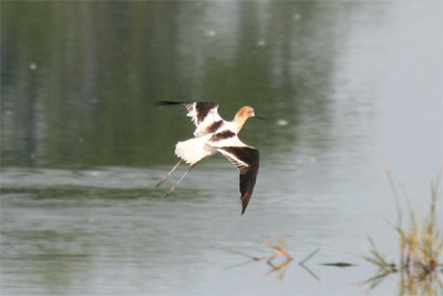 American Avocet Landing