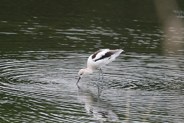 American Avocet