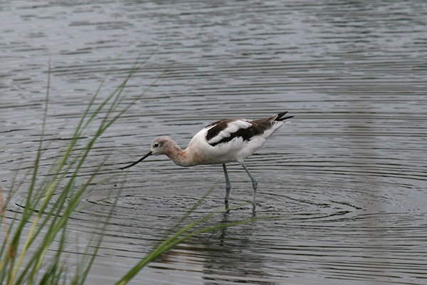 American Avocet