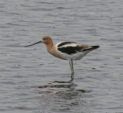 American Avocet