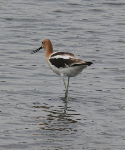 American Avocet