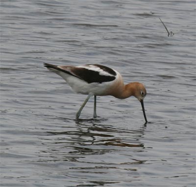 American Avocet