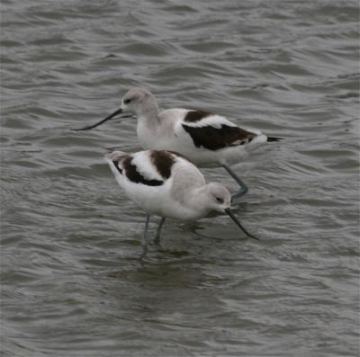 American Avocet