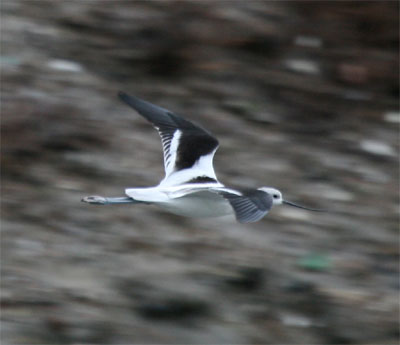 American Avocet