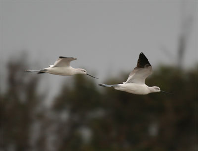 American Avocet