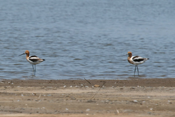 American Avocets