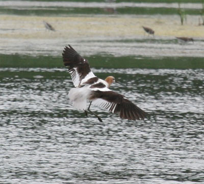 American Avocet