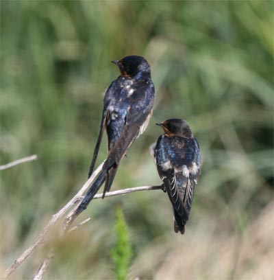 Juvenile Barn Swallows