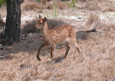 Baby deer