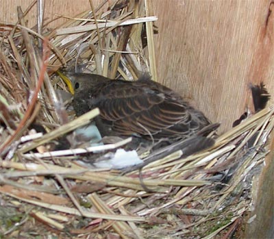 Starling in Nest