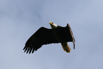 Bald Eagle flyover