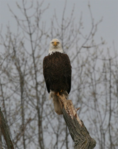 Bald Eagle