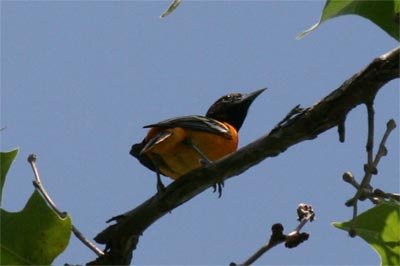 Baltimore Oriole