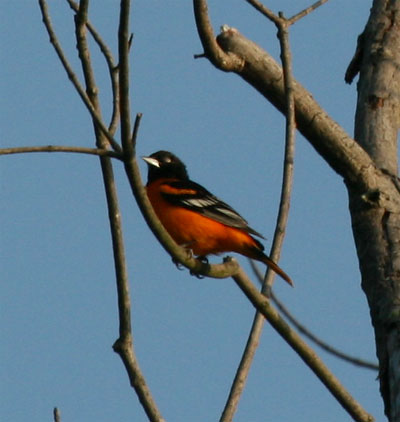 Baltimore Oriole