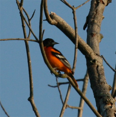 Baltimore Oriole