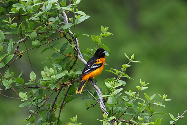 Baltimore Oriole