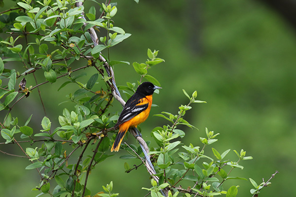 Baltimore Oriole