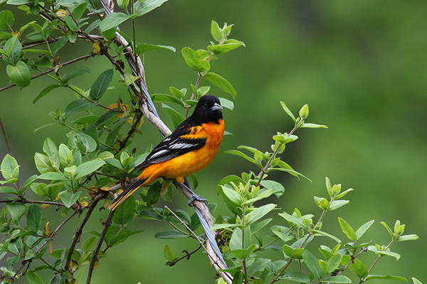 Baltimore Oriole