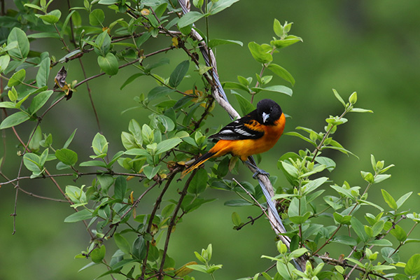 Baltimore Oriole