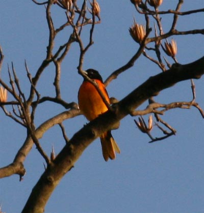 Oriole