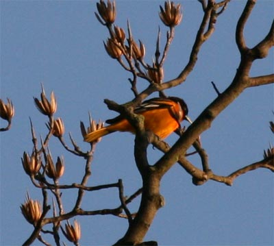 Oriole