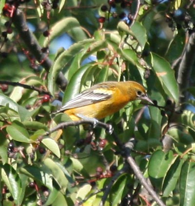 Baltimore Oriole