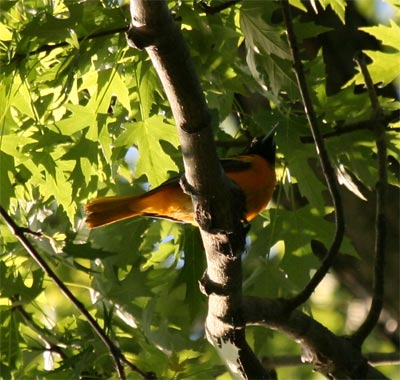 Oriole