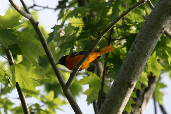 Baltimore Oriole