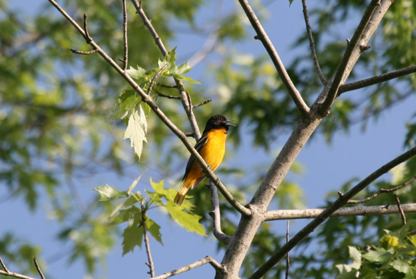 Baltimore Oriole