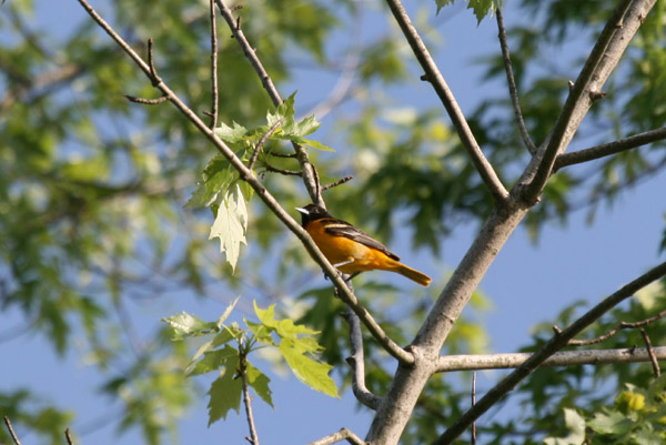 Baltimore Oriole