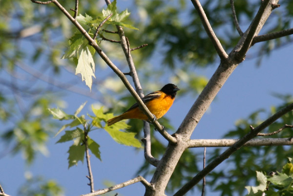 Baltimore Oriole