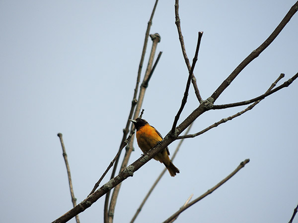 Baltimore Oriole