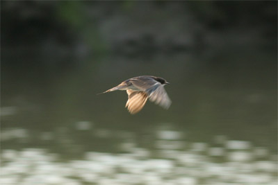 Bank Swallow