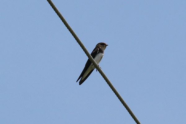 Bank Swallow