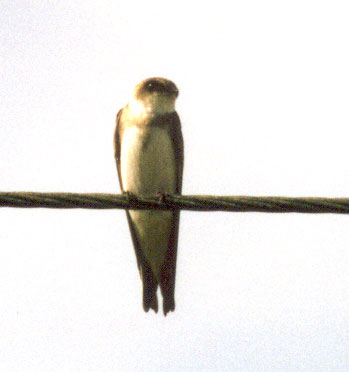 Bank Swallow