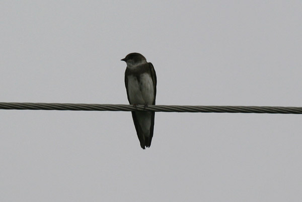 Bank Swallow