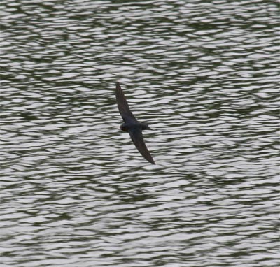 Barn Swallow