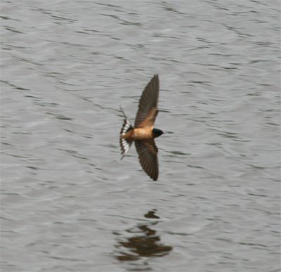 Barn Swallow