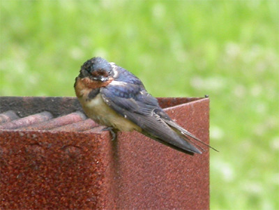 Barn Swallow